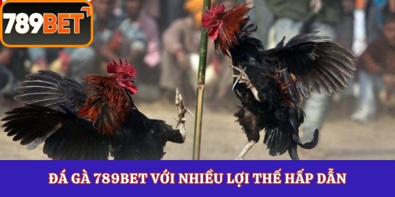 Đá gà 789Bet với nhiều lợi thế hấp dẫn